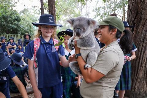 Excursion to Lone Pine Koala Sanctuary